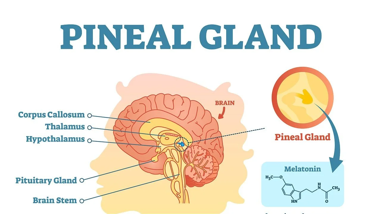 Pineal gland.