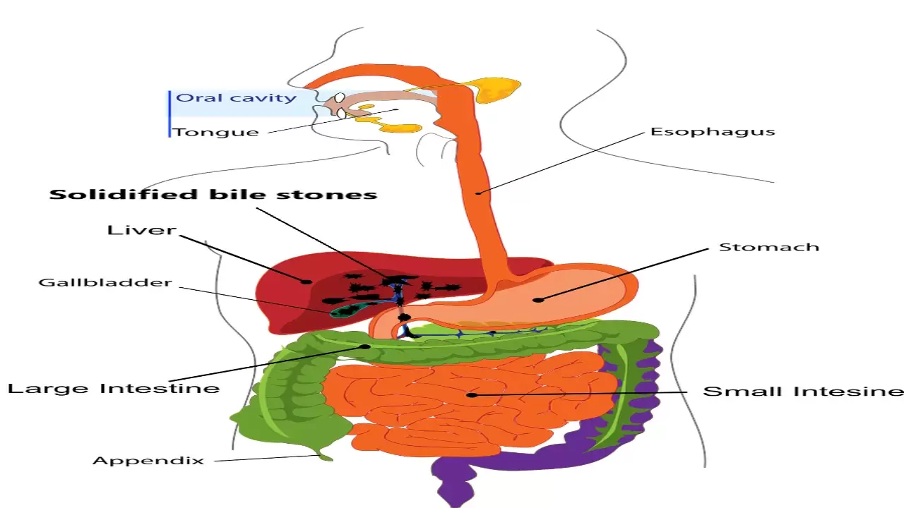 Digestive system.