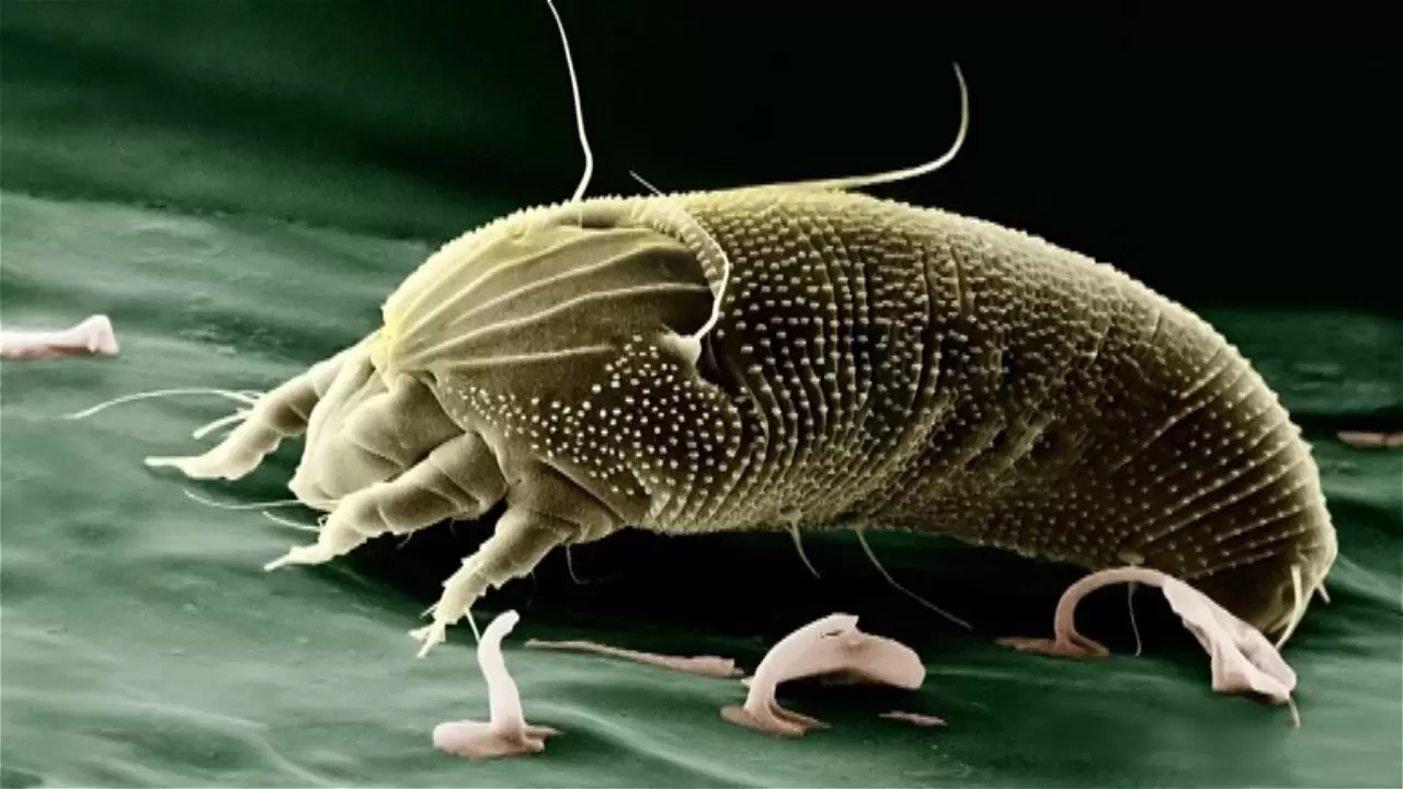 Dust mite.