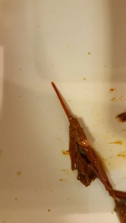 Worms