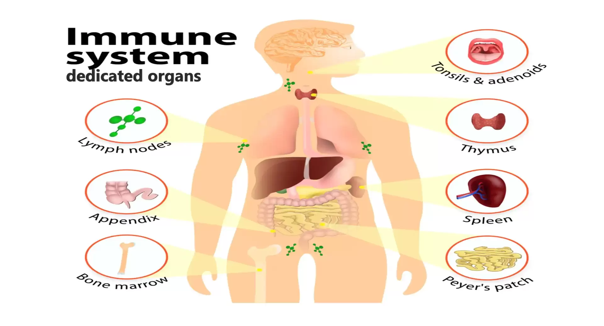 Vitamins D3, B12, and Omega-3 are critical for proper immune function.