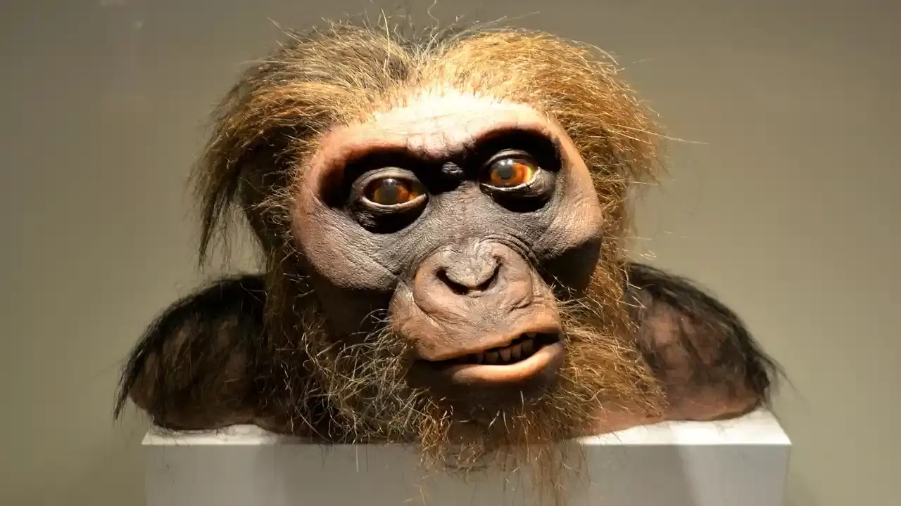 Doubts about the origins of humans from apes.