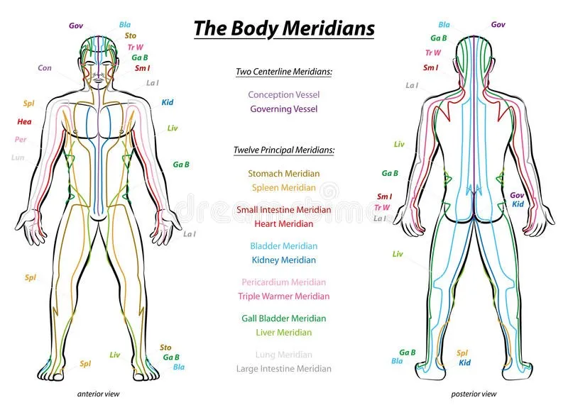 The body meridians. ( Life-force energy flow channels) 