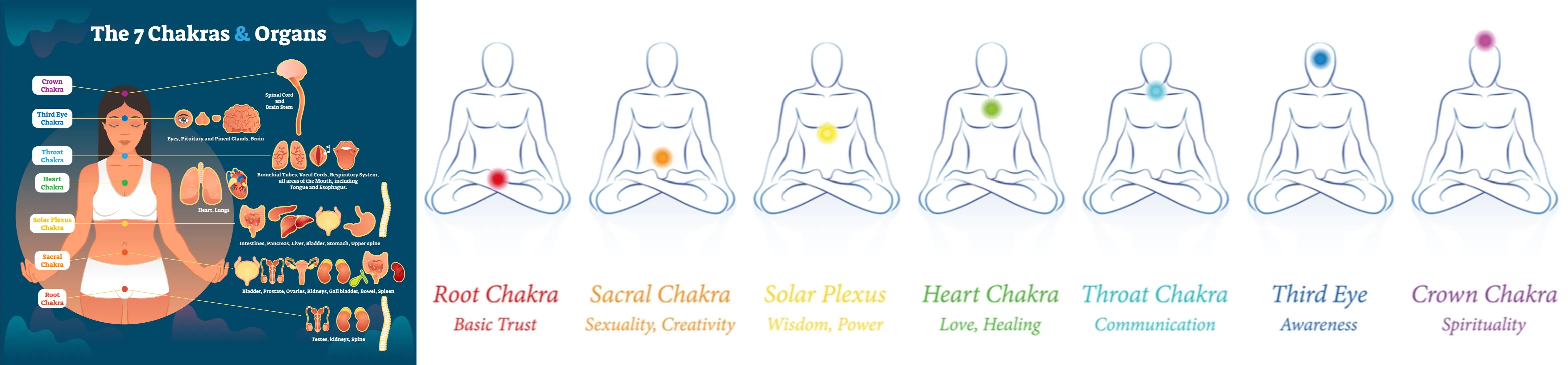 The 7 Chakras (Energy Centers) and organs represent respective influential emotions. (The emotional settings I brought are slightly broader.)
