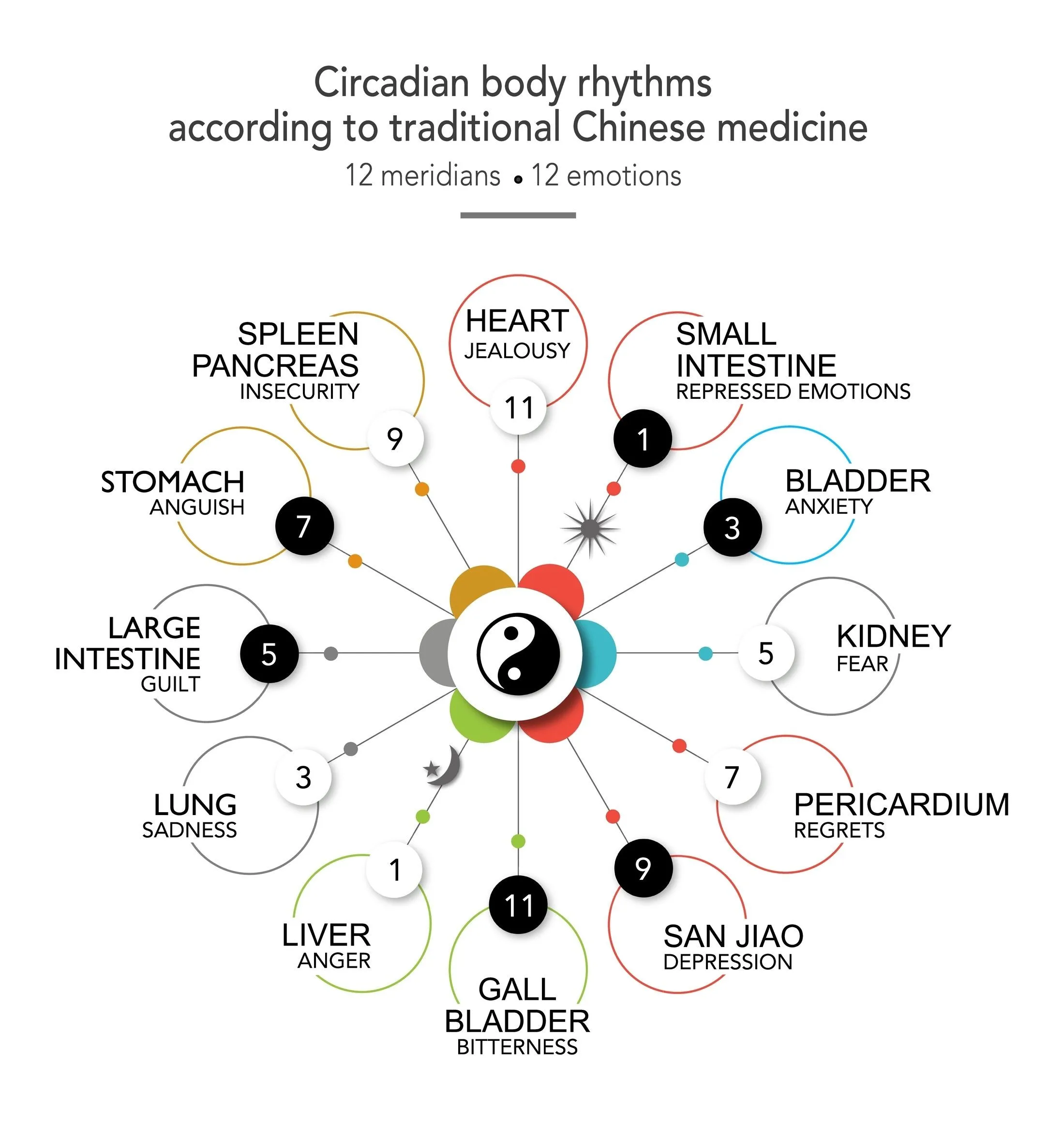 Circadian Body Rhythms - Chinese Traditional Medicine.