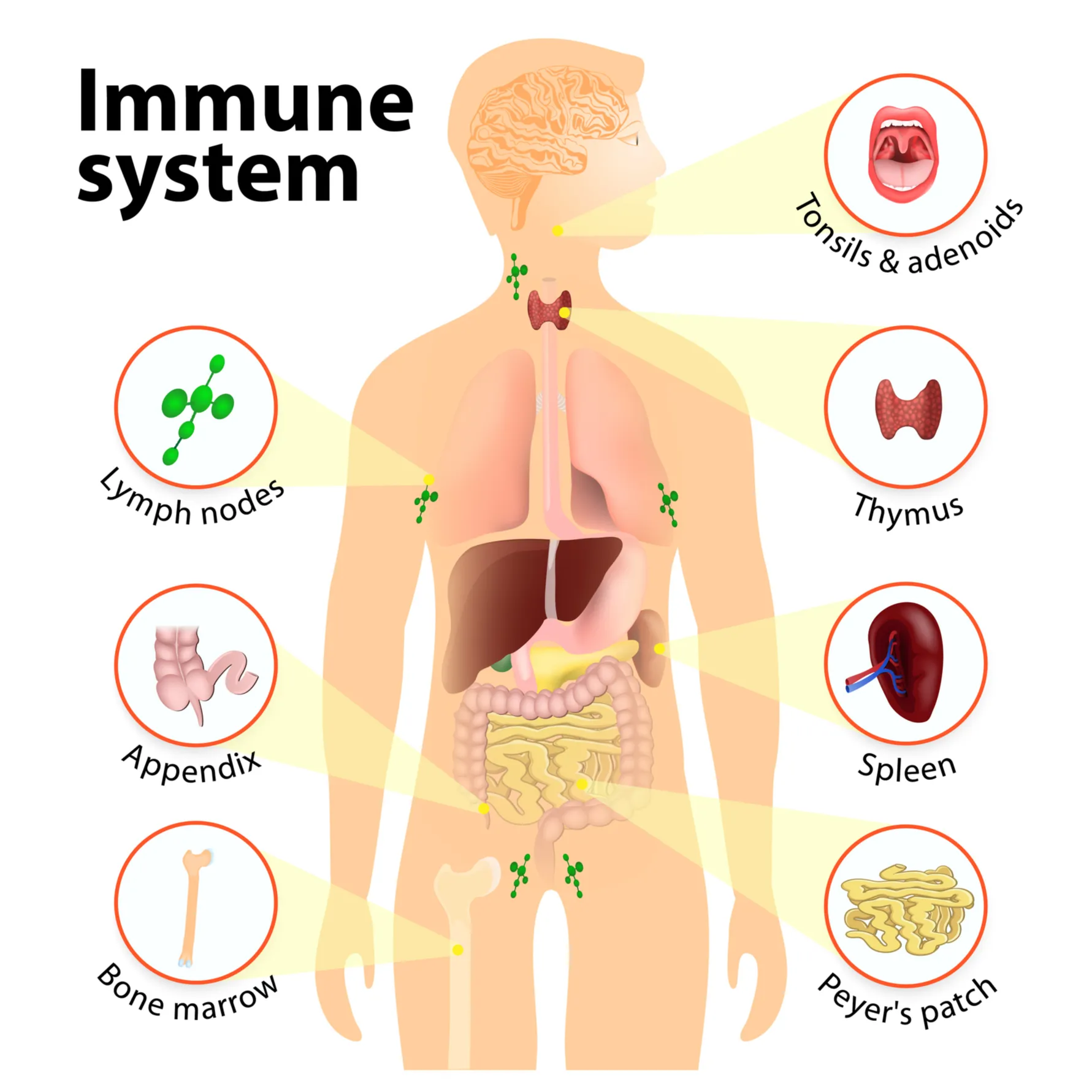 The immune system's dedicated organs. (It is not the complete list!)