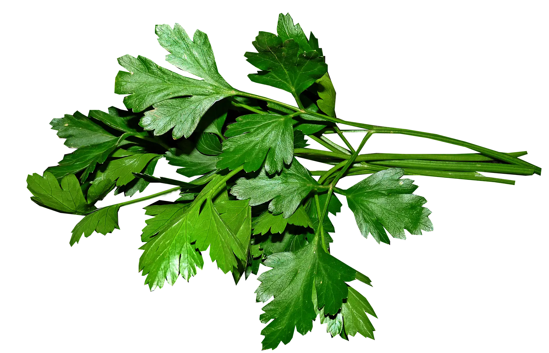 Parsley tea is a robust natural diuretic.