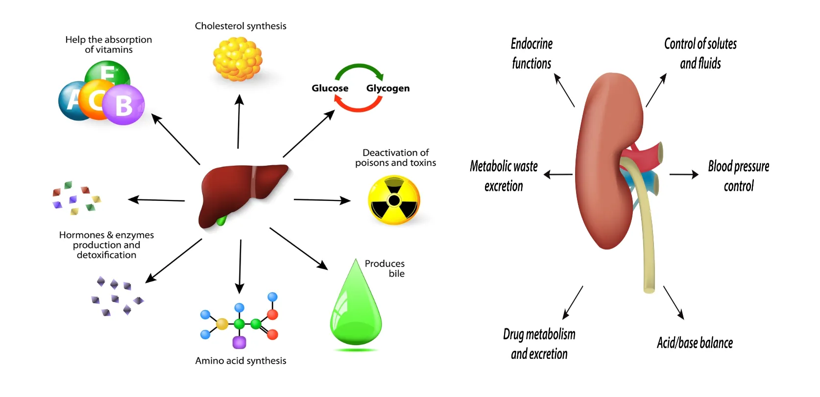 The liver and kidneys have many metabolic functions in common.