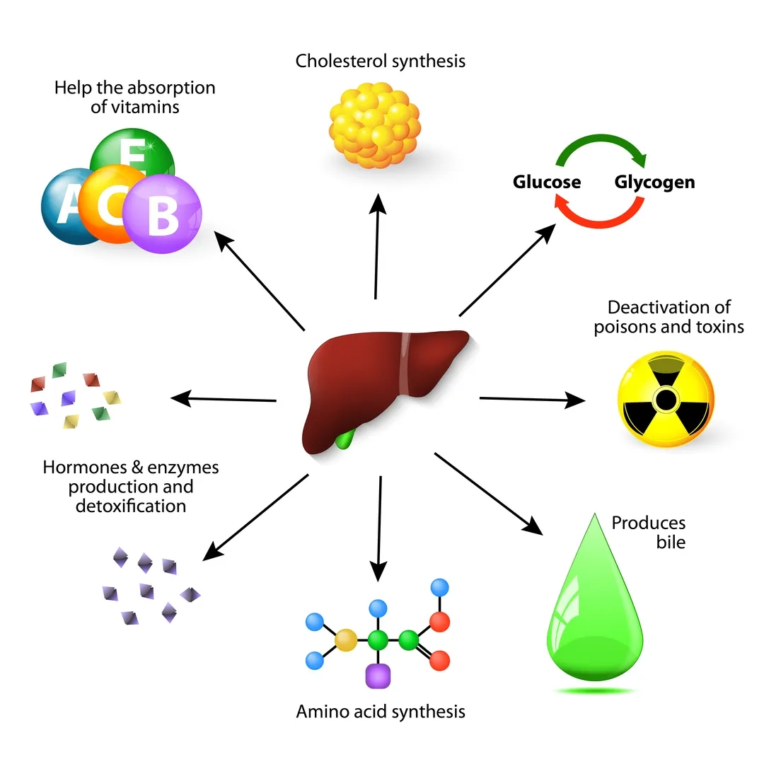 Main liver functions.