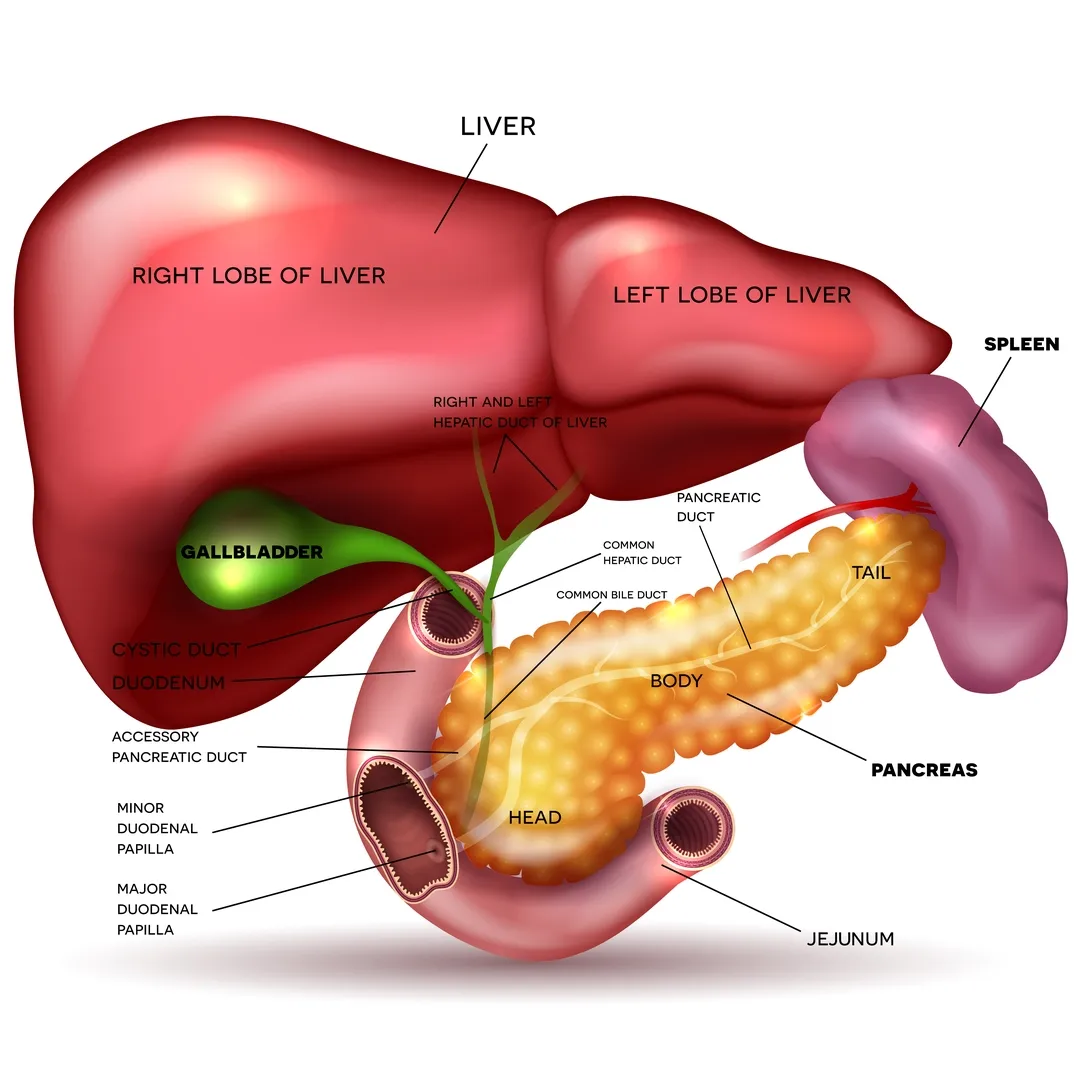 Illustration of the digestive tract in the upper abdomen.