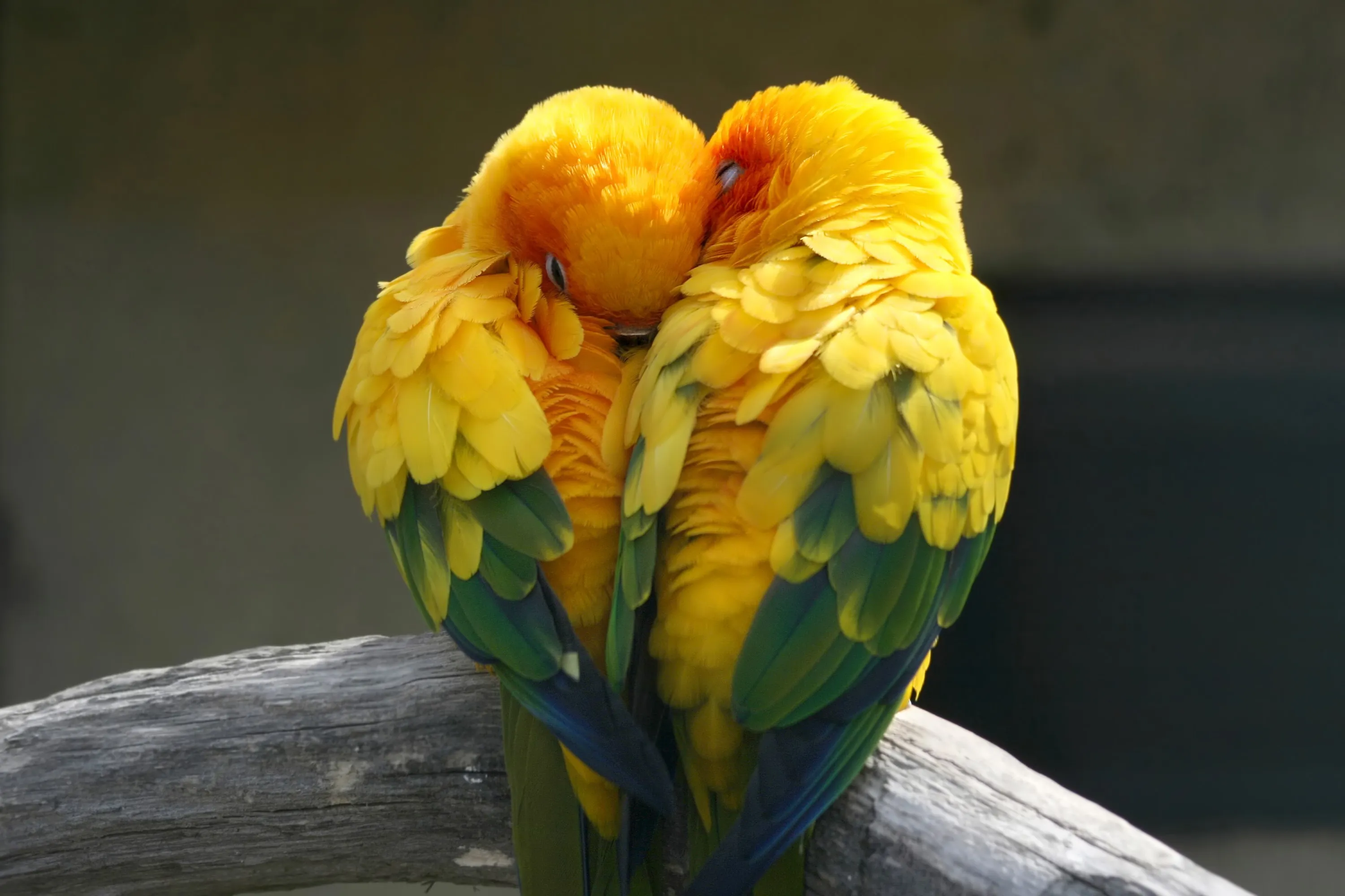 Healing power of love