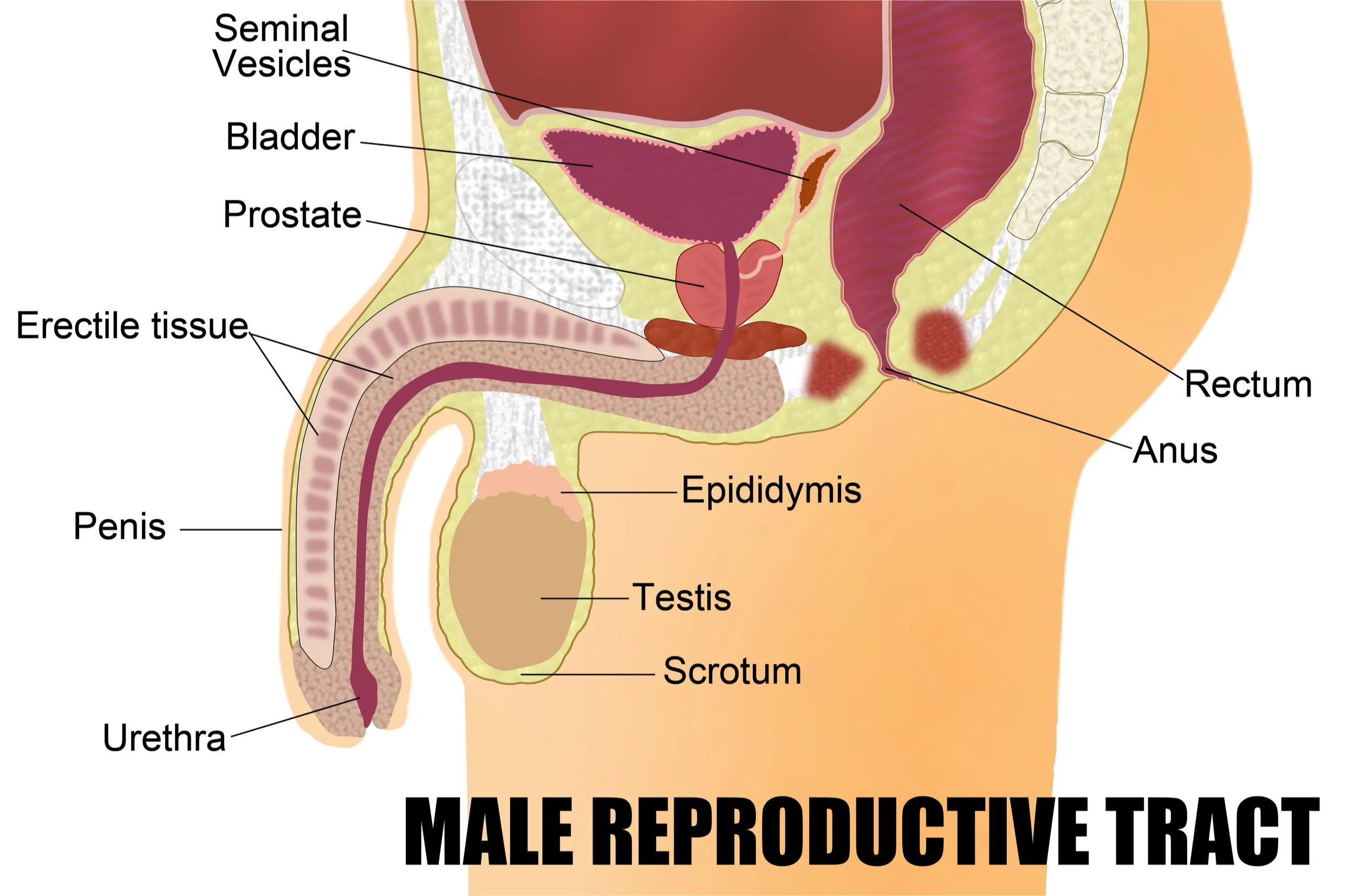 Both chronic prostatitis and chronic Epididymitis are closely related to one another.