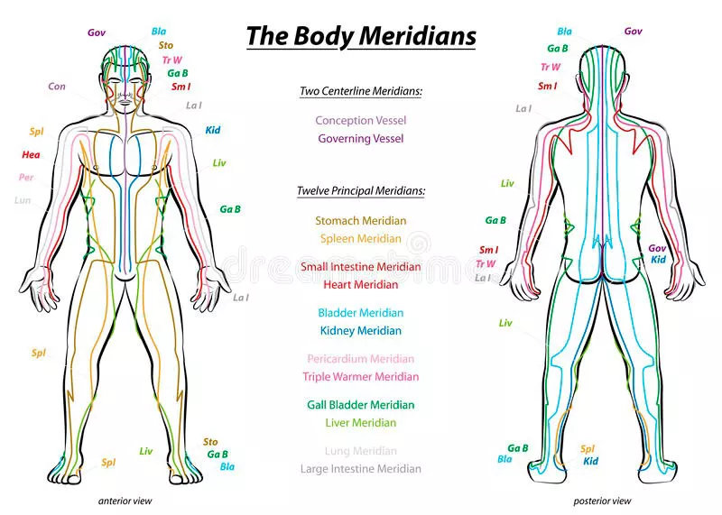 The body meridians. 