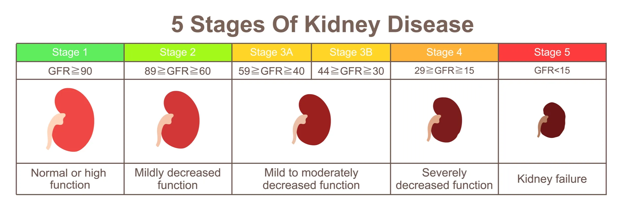 Five stages of kidney disease. 