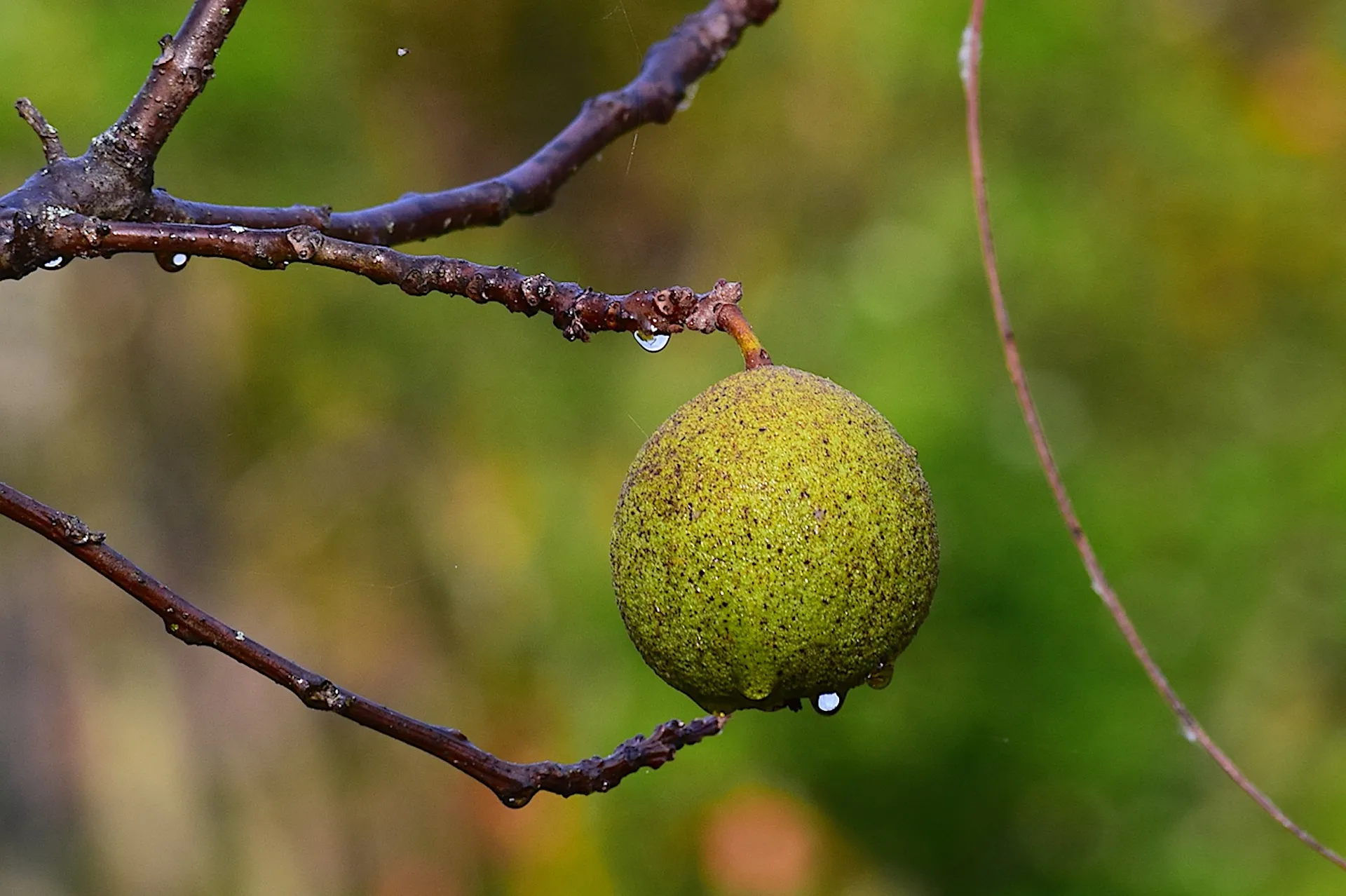 Black walnut. (Potent anti-parasitic) 