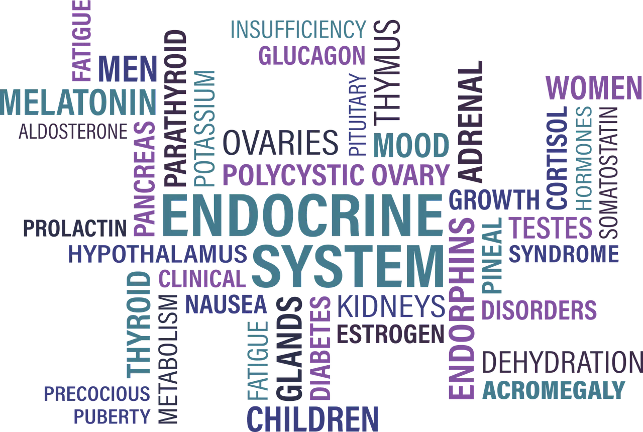 The Thyroid gland controls our metabolism.